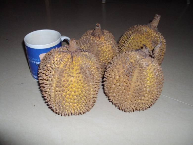 Ley Bukan Durian